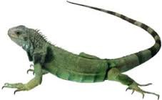 Iguana