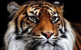 Tigre
